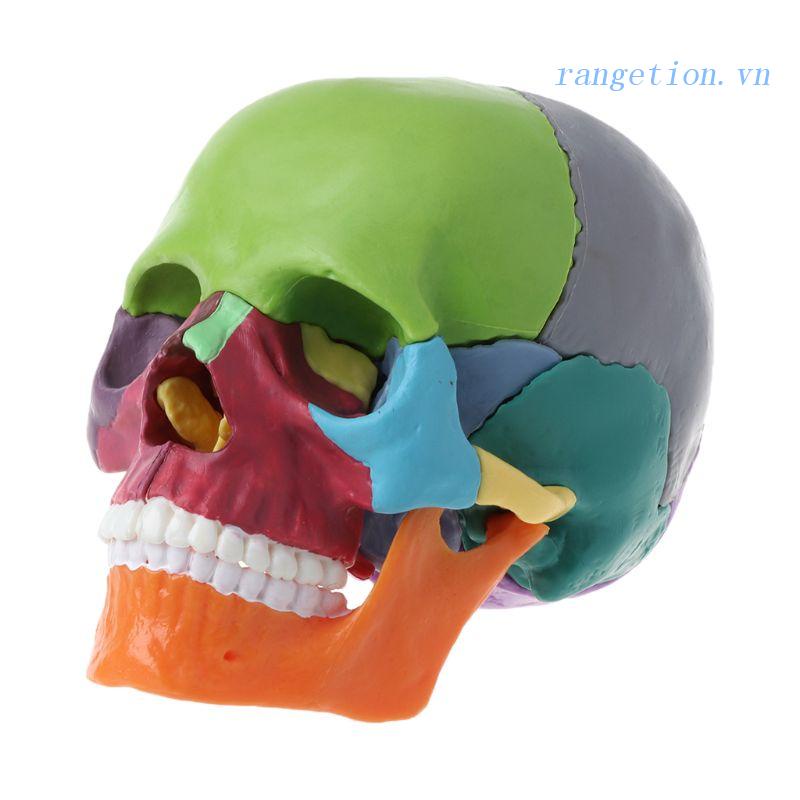 Bộ 15 Mô Hình Giải Phẫu Đầu Lâu Tháo Rời Được 4D Nhiều Màu Sắc Dùng Giảng Dạy Y Khoa