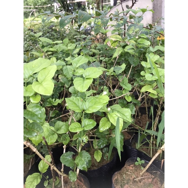 Giống cây hoa nhài ta - hoa lài