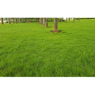 Hạt cỏ Thảm BERMUDA 500g - cỏ sân vườn