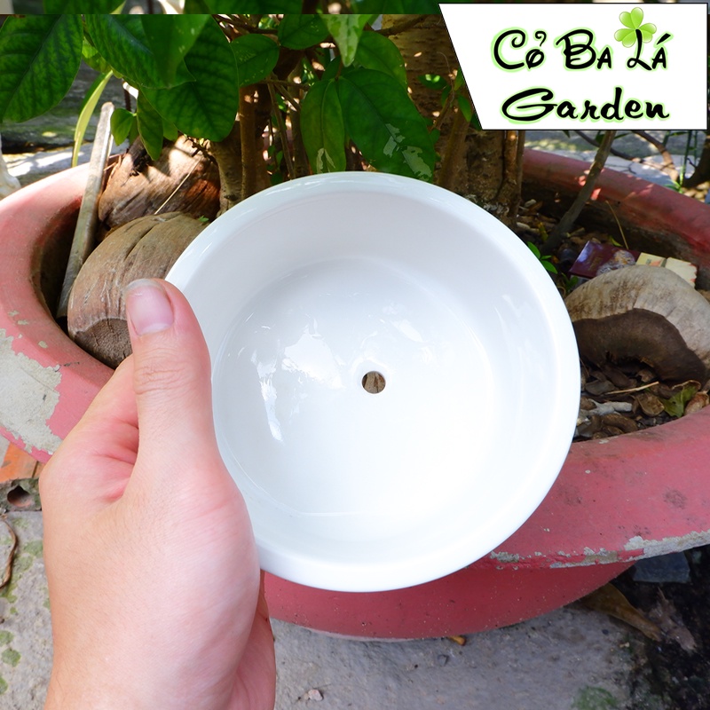 Chậu Sứ Trồng Cây Cảnh Mini , hình tô gờ mini