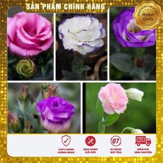 Hạt Giống Hoa Cát Tường Mix( 5 hạt)