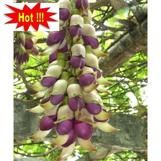 Hoa leo Huyết long 10 hạt