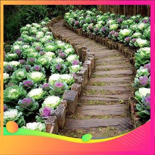 Hạt Giống Hoa Bắp Cải - 20 Hạt [ Tặng bộ dụng cụ làm vườn Mini 3 món ] VIETGAR