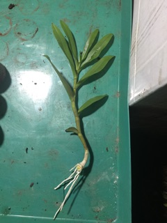Hoa phi điệp giống