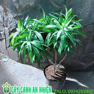 Trúc Bách Hợp