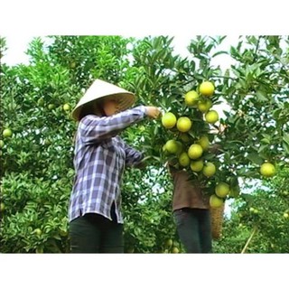 Cây cam vinh