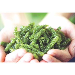 Rong Nho Tươi ( 1kg rong tươi)