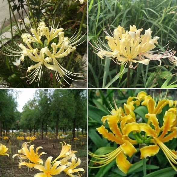 Củ giống hoa bỉ ngạn hoa màu vàng_ 1 củ trặng kèm 1 viên nén ươm củ