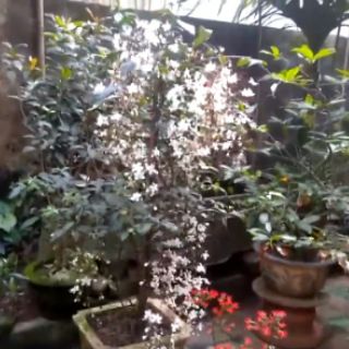 cây dạ ngọc minh châu