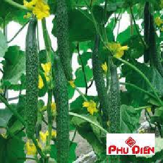 20 hạt giống dưa chuột dài  PHÚ ĐIỀN