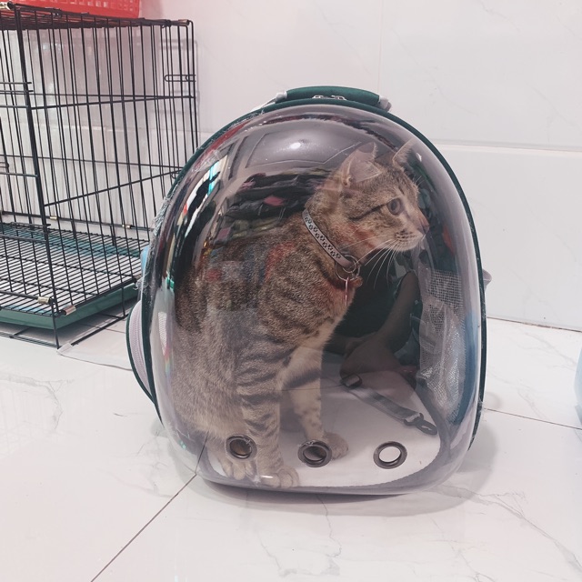 Balo Phi Hành Gia Cho Thú Cưng ♥️ Balo vận chuyển chó mèo trong suốt hàng đẹp - Lida Pet Shop