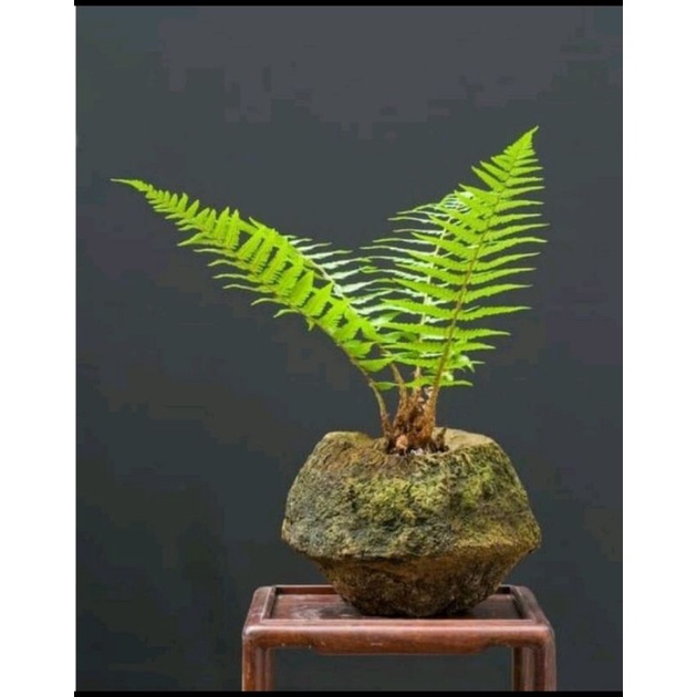 Dương xỉ thân gỗ cây nhỏ 👉mua 5 tặng 1👌