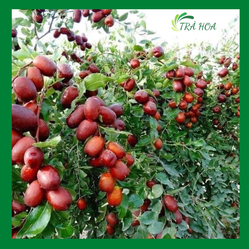 Táo đỏ, táo đỏ tân cương sấy khô thơm, ngọt, bổ máu Trà Hoa Cô Ba