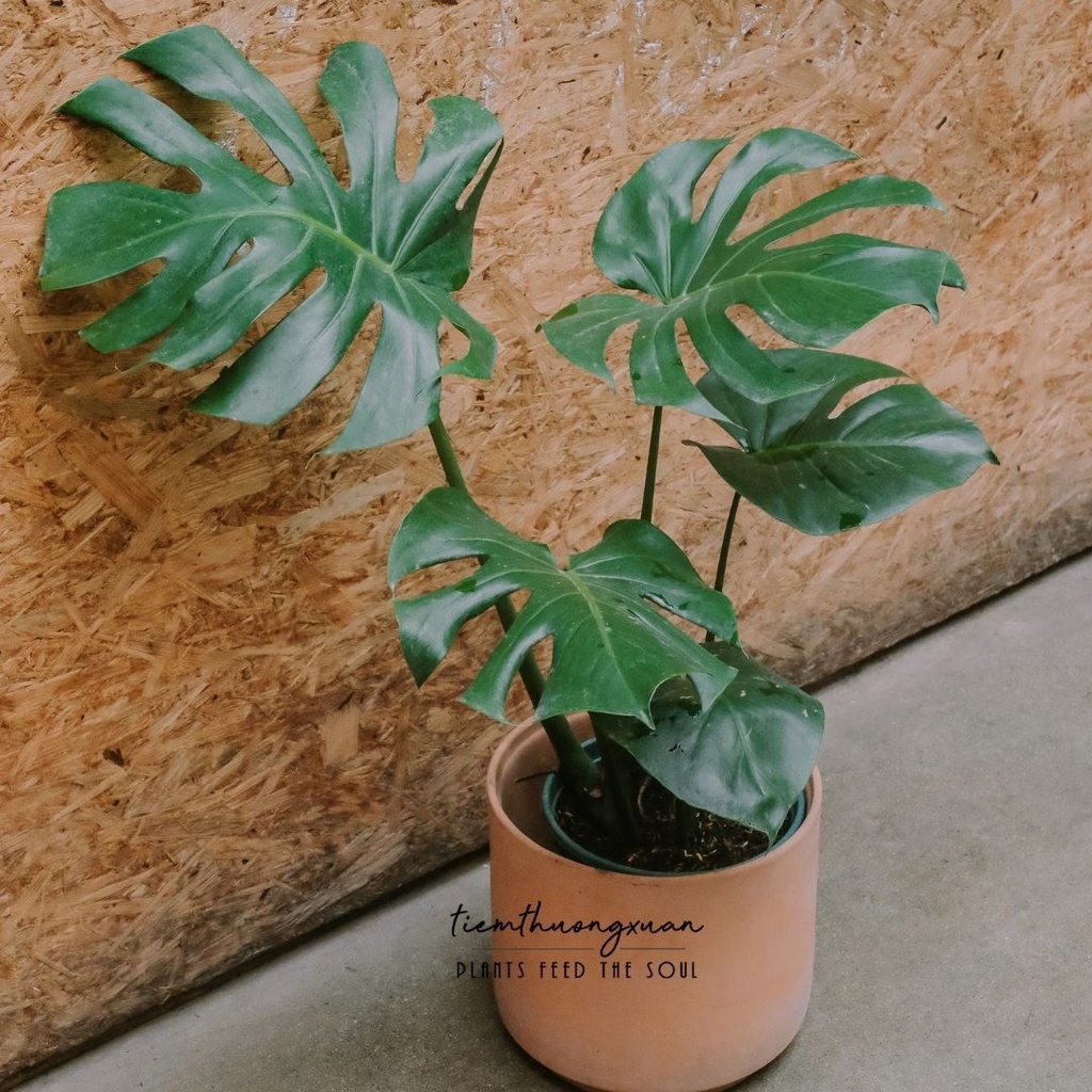 Cây Monstera - Trầu Bà Lá Xẻ 80-90cm trang trí nhà cửa, văn phòng, decor nội thất