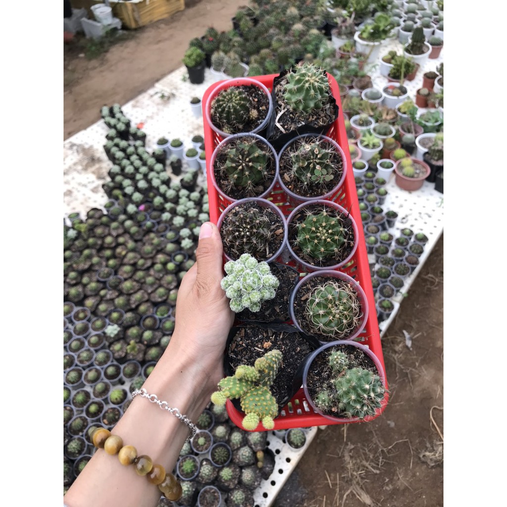 Combo 10 xương rồng đủ loại