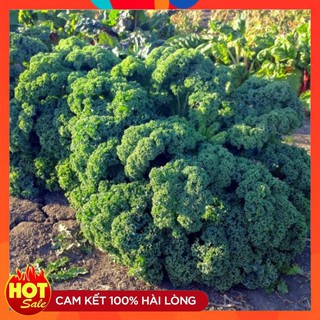 Hạt Giống Rau cải xoăn xanh Kale 20 hạt