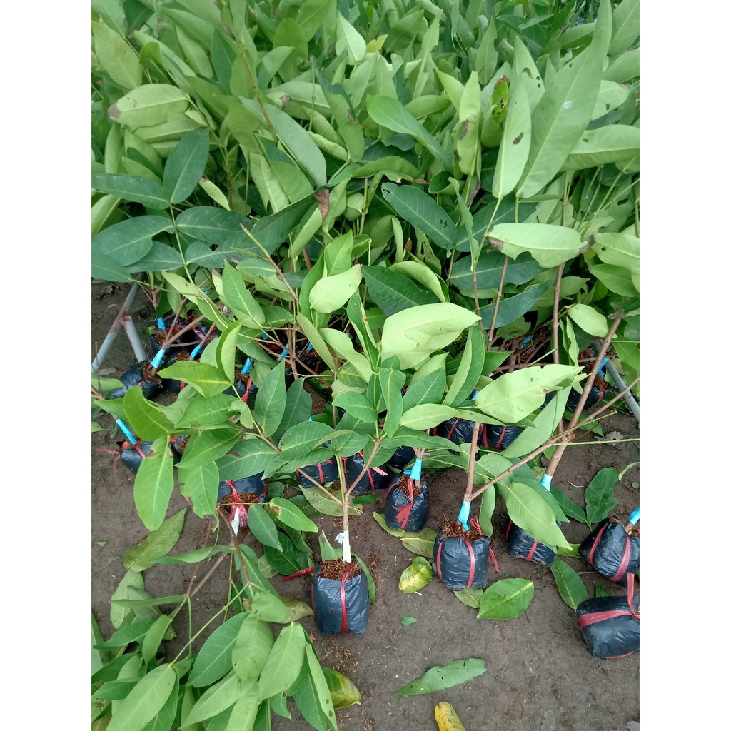 Cây Giống Roi Đỏ Thái Lan-Không Hạt - Mận Đỏ An Phước Cây Ghép Nhanh Cho Quả