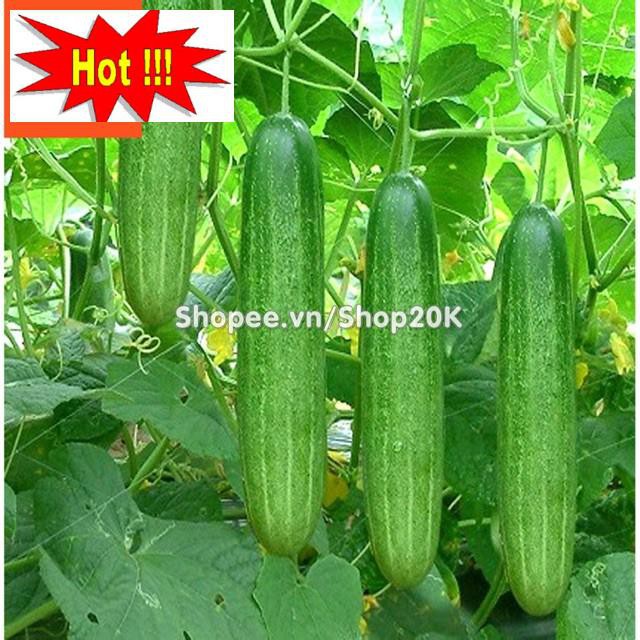 Hạt giống Dưa leo