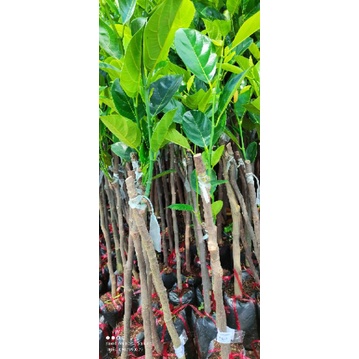 Cây giống mít nghệ Tứ Quý