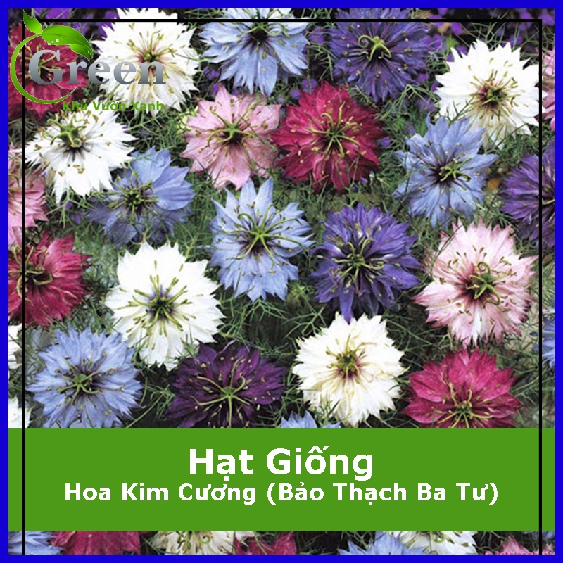 Hạt Giống Hoa Kim Cương (Bảo Thạch Ba Tư) (100H)