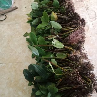 Kiều tím miên trung.