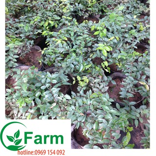 Combo 02 cây nho thân gỗ tứ quý bé