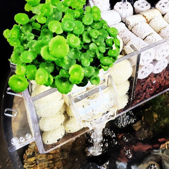 Hộp lọc acrylic cho bể cá tròn