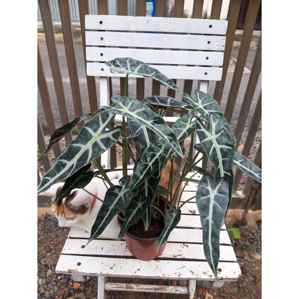 Cây môn quan âm chậu 3 thân