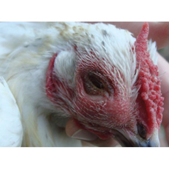 Tiltamycin 10ml Oliver