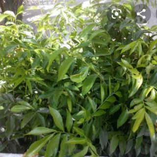 Cây giống mắc mật ( Combo 2 cây)