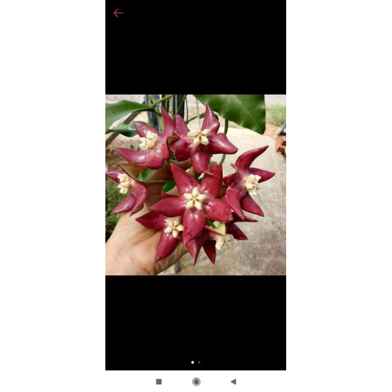 Cẩm cù khủng long
