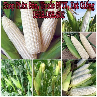 Hạt giống Bắp Nếp CX247 năng suất cao 500gr