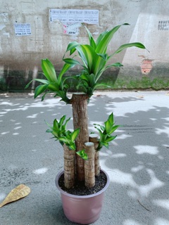 Cây Phát Tài