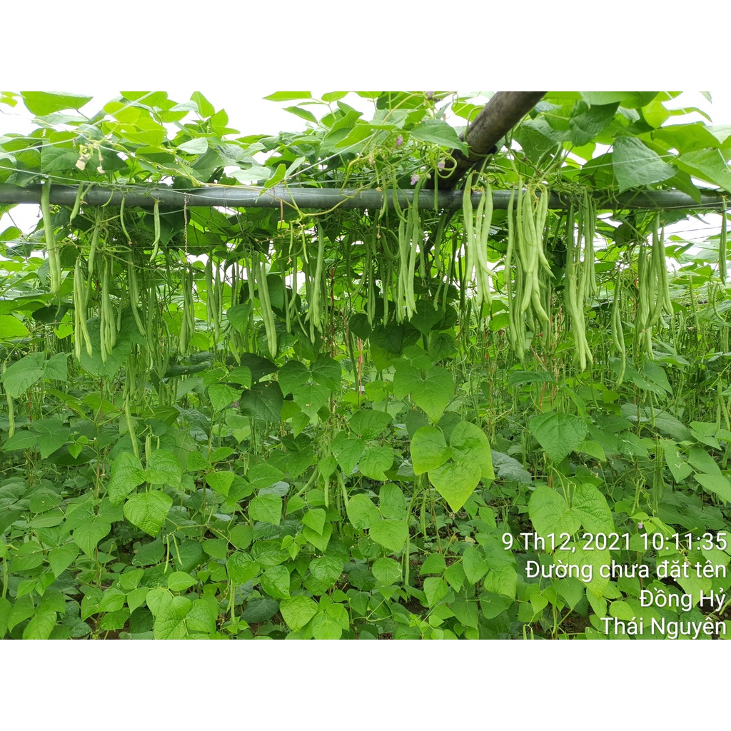 Hạt giống Đậu Cove cao sản VA.799 Hạt nâu hoa tím 400 gam