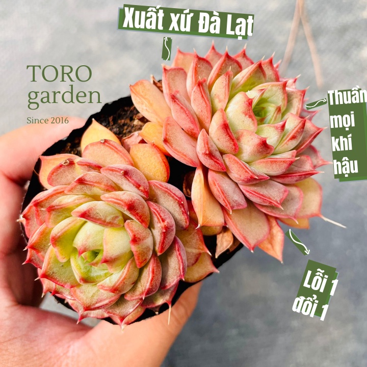 Sen đá hoa hồng đỏ ép màu full nắng mưa Đà Lạt size bé cây cảnh trang trí nhà cửa Toro garden