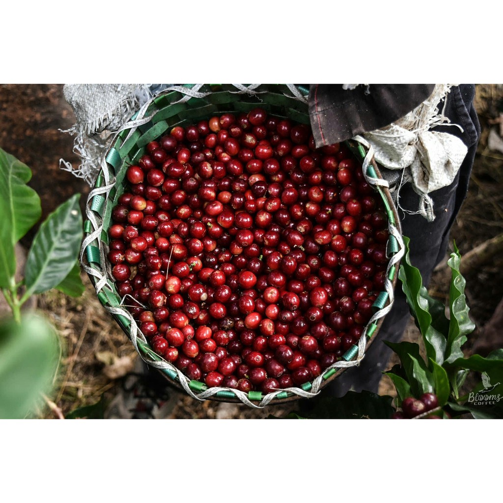 Cà phê Natural Blend (Đặc biệt) [500g/ 1 túi] - Robusta Natural & Arabica Cầu Đất - TBCAFE