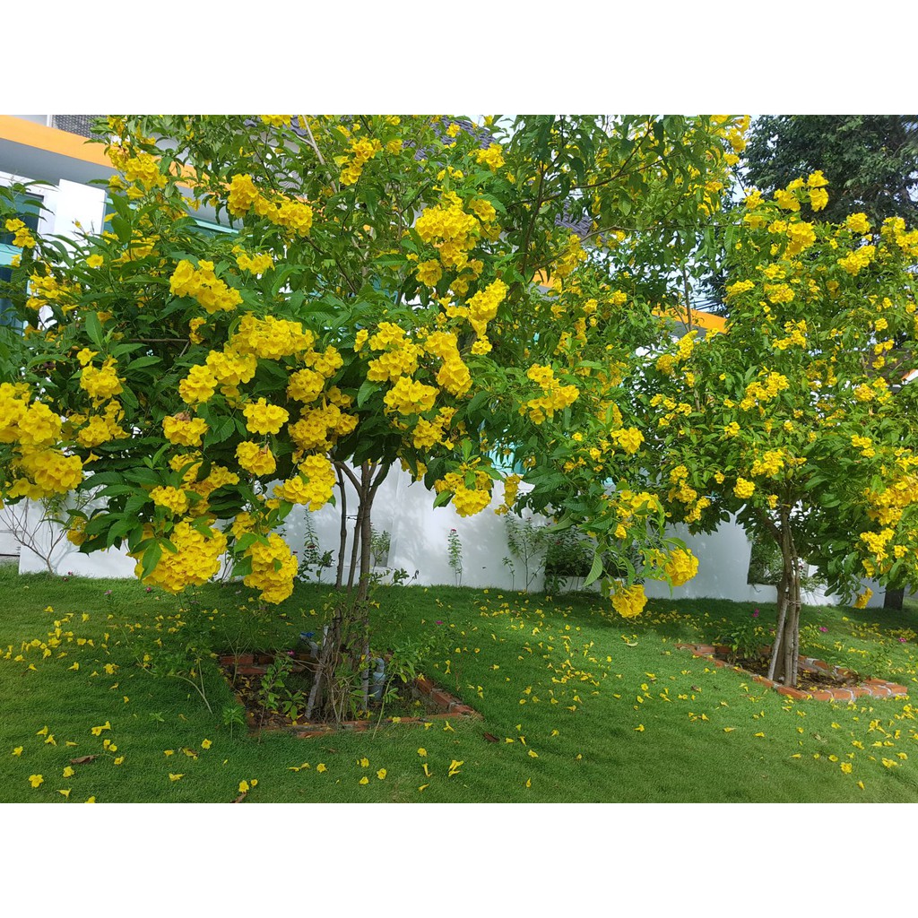 HẠT GIỐNG HOA CHUÔNG VÀNG - 10 Hạt/ gói