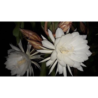 Combo đơn dạ Quỳnh / quỳnh hooki /quỳnh thái trắng