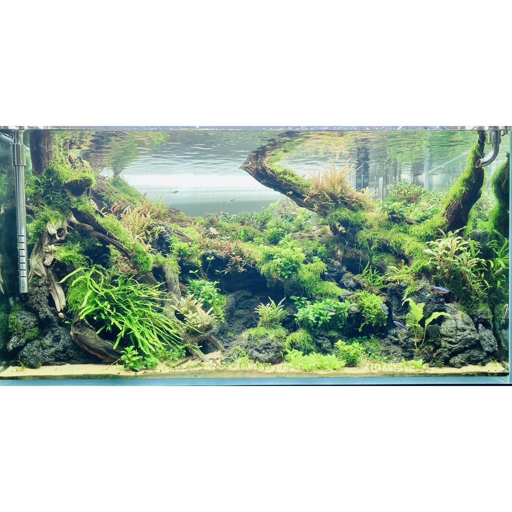 Cát nắng vàng mad