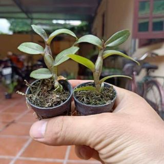 Hoa phong lan - nù tam bố đứng