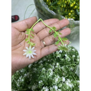 1 Kg Cỏ Điểm
