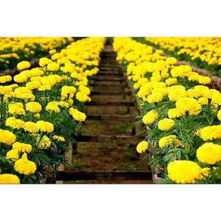 Hạt Giống Hoa Vạn Thọ Mỹ
