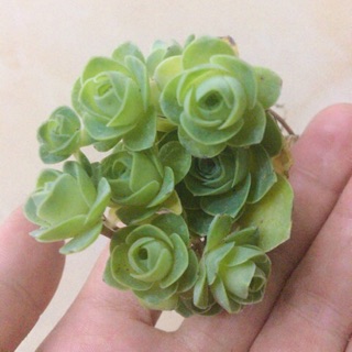 Sen đá Hoa hồng xanh nhiều hoa nhỏ