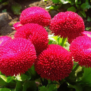 100 hạt giống cúc anh màu đỏ