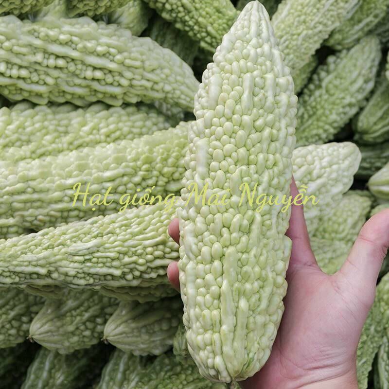 HẠT GIỐNG MƯỚP ĐẮNG GAI TRẮNG MENGMENG F1