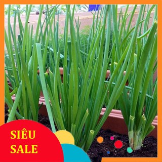 Hạt Giống Hành Lá Cao Sản ( 2 Gr ) - [MUA 3 TẶNG 1 CÙNG LOẠI] - Thơm, Giàu Dinh Dưỡng THU THUY