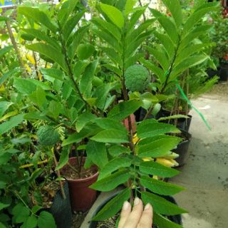 Cây 🌲 Mãng cầu dai.... Đang trái