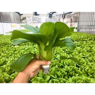 1000 hạt giống cải thìa xanh loại ngon nảy mầm trên 98%