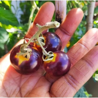 Hạt giống cà chua cherry đen RADO 0.1gram