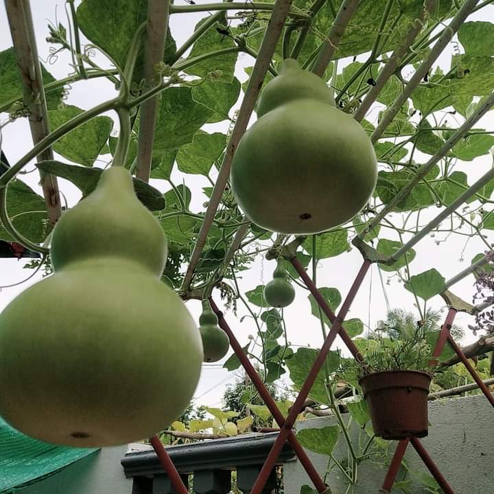 2Gr Hạt Giống Bầu Hồ Lô - TaNe Garden